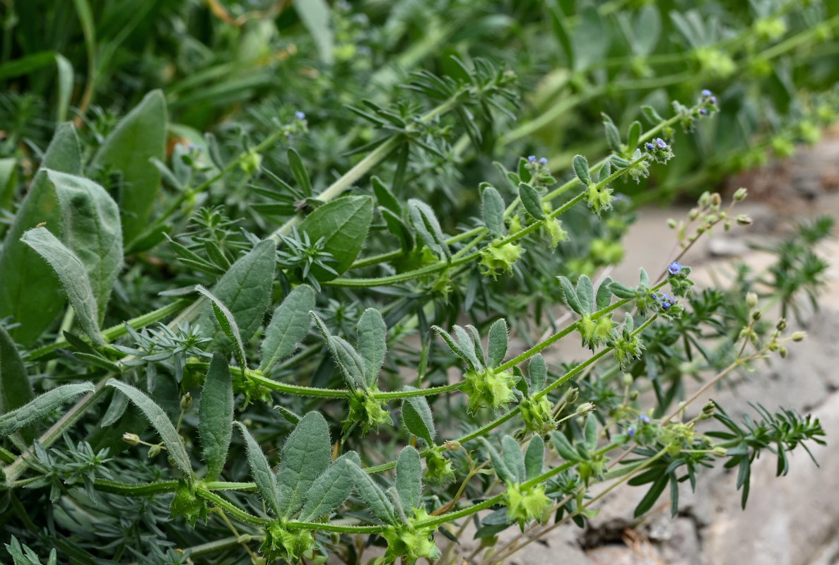 Изображение особи Asperugo procumbens.