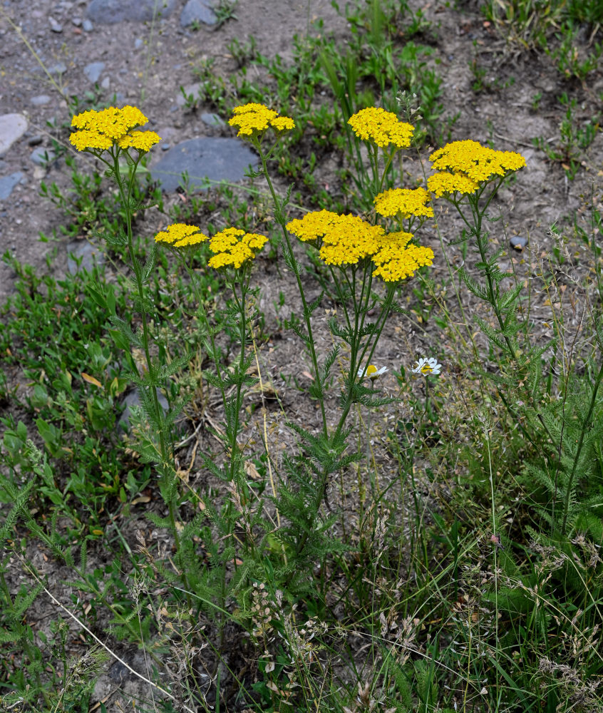 Изображение особи Achillea arabica.