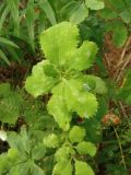 Berberis vulgaris