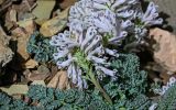 Cysticorydalis fedtschenkoana