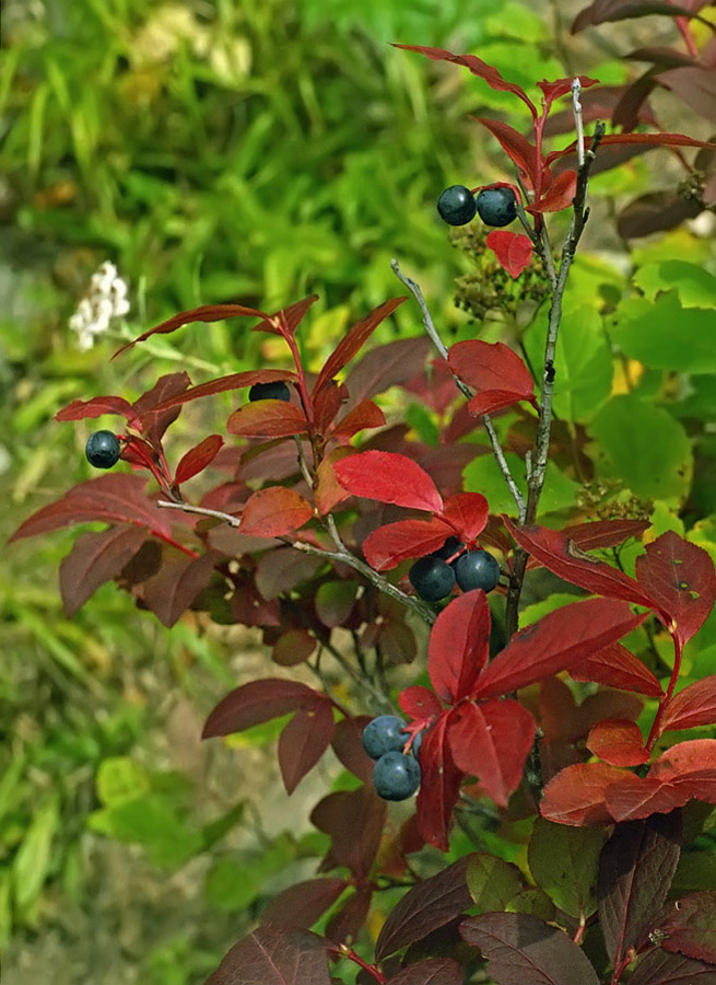 Image of Vaccinium smallii specimen.