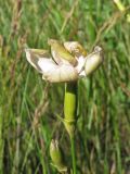 Dianthus elongatus