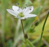 Minuartia uralensis. Цветок. Бурятия, р. Джида, окр. дер. Михайловка. 15.07.2009.