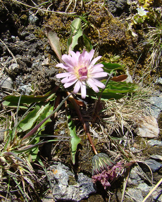 Изображение растения Taraxacum lilacinum.