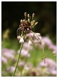 Allium oleraceum