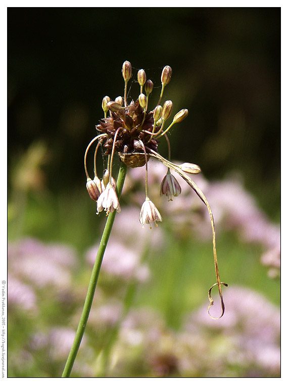 Изображение особи Allium oleraceum.