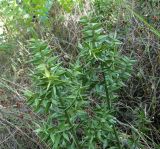 Ruscus aculeatus