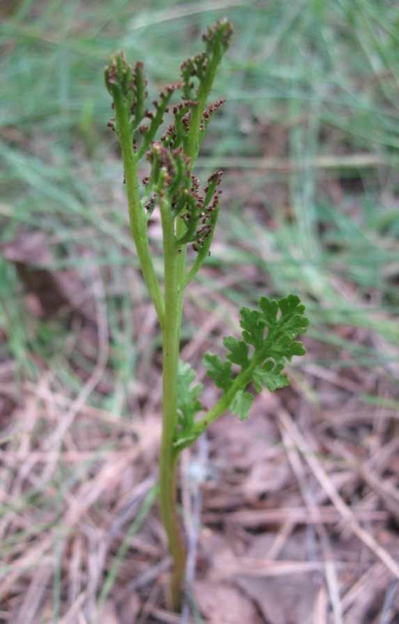 Изображение особи Botrychium matricariifolium.