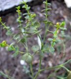 Euphorbia seguieriana. Часть соцветия. Зап. Крым, г. Саки, территория детского оздоровительного лагеря \"Прибрежный\". 30.08.2011.