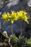 Draba cuspidata