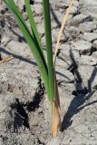 Typha angustifolia. Нижняя часть побега. Ростовская обл., Неклиновский р-н, Андреево-Мелентьевское с/п, балка Сухая, на пруду. 18.08.2012.