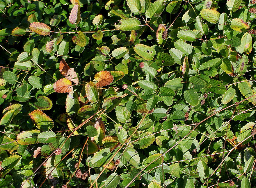 Изображение особи Sanguisorba officinalis.
