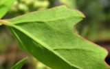 Chenopodium acerifolium