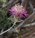 Centaurea ammocyanus. Верхушка побега с соцветиями. Israel, Negev Mountains. 16.04.2010.