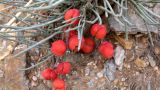 Ephedra monosperma