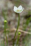 Parnassia palustris. Цветок. Кольский п-ов, Хибины, берег протоки между оз. Каменное и оз. Гольцовое. 02.08.2012.