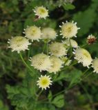 Pyrethrum parthenium. Верхушка цветущего растения. Московская обл., Сергиево-Посадский р-н, обочина дороги. 18.08.2013.