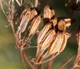 Ligusticum scoticum. Зрелые плоды. Архангельская обл., г. Северодвинск, о. Ягры, маршевый луг. 07.09.2013.