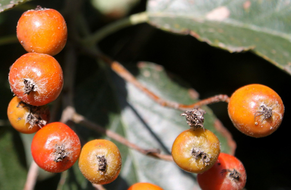 Изображение особи Sorbus intermedia.