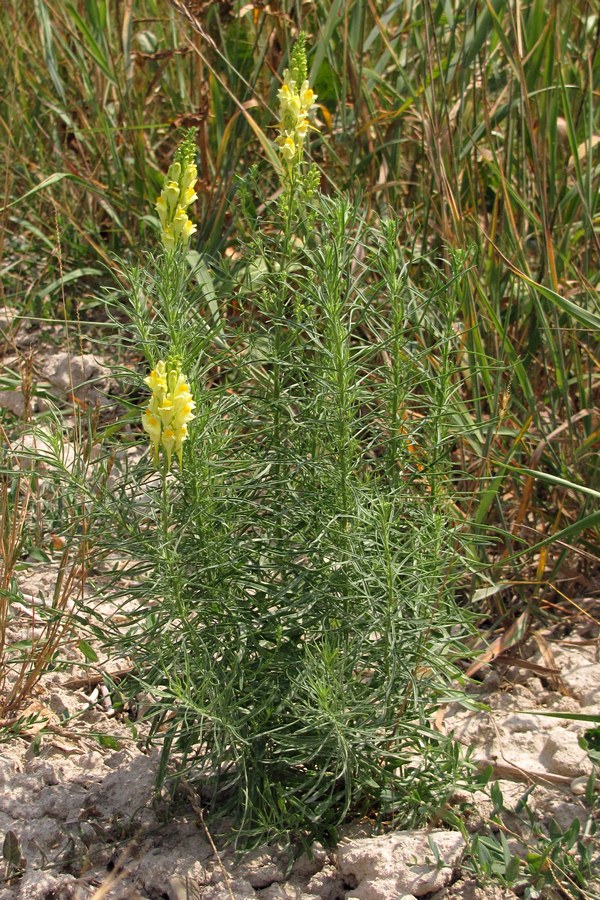 Изображение особи Linaria vulgaris.