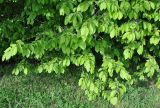 Carpinus betulus. Часть кроны. Нагорный Карабах, Мартунинский р-н, окр. дер. Мсмна, опушка широколиственного леса. 06.05.2013.