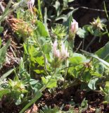 Trifolium clypeatum