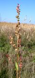 Atriplex micrantha