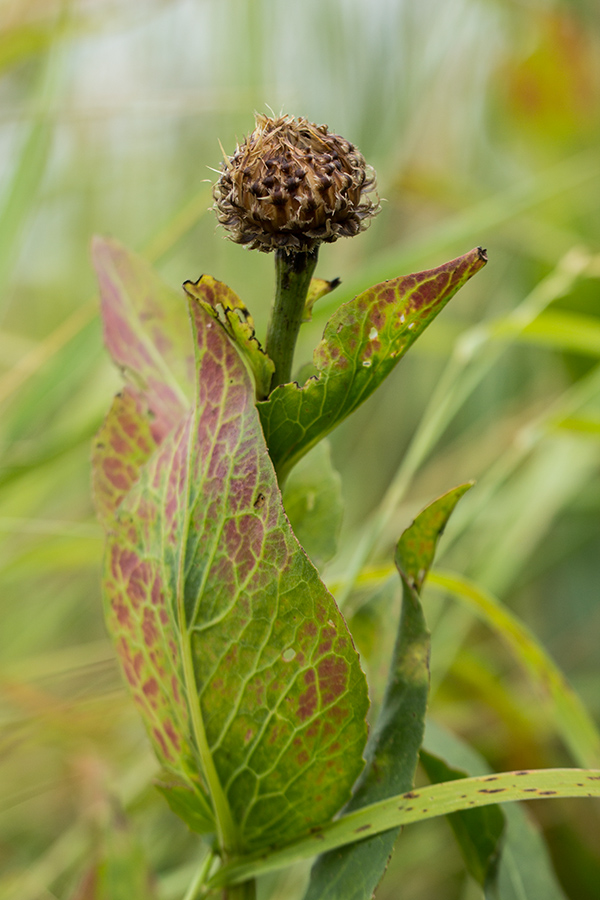 Изображение особи Stemmacantha serratuloides.