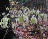 Euonymus verrucosus