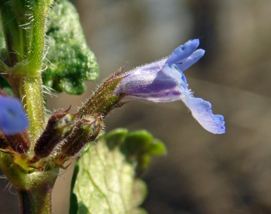 Изображение особи Glechoma hederacea.