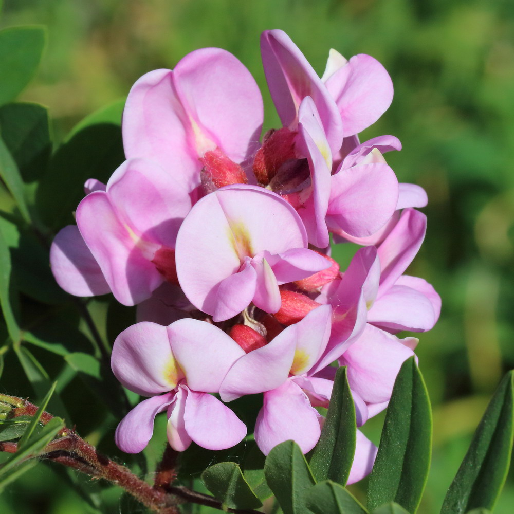 Image of Robinia &times; longiloba specimen.