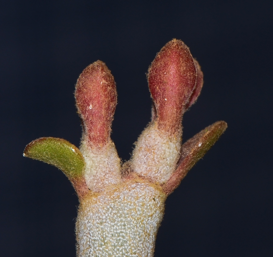 Изображение особи Euphorbia lomelii.