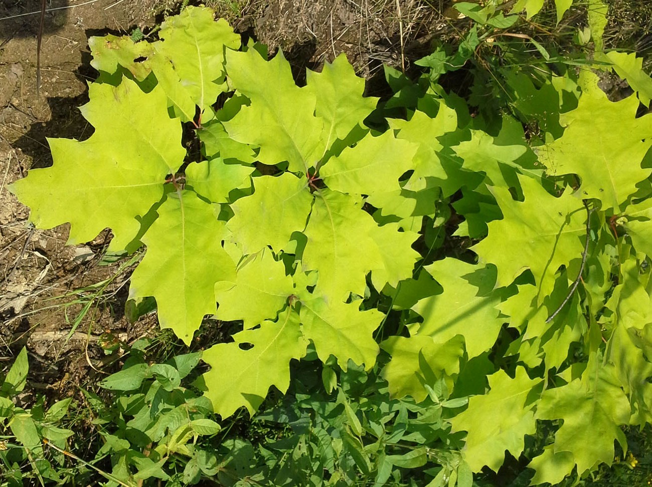 Изображение особи Quercus rubra.