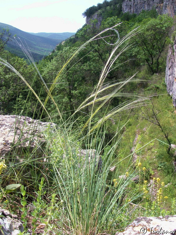 Изображение особи Stipa lithophila.