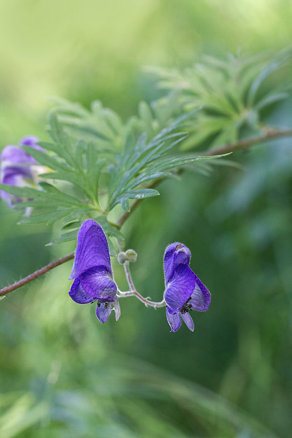 Изображение особи Aconitum volubile.