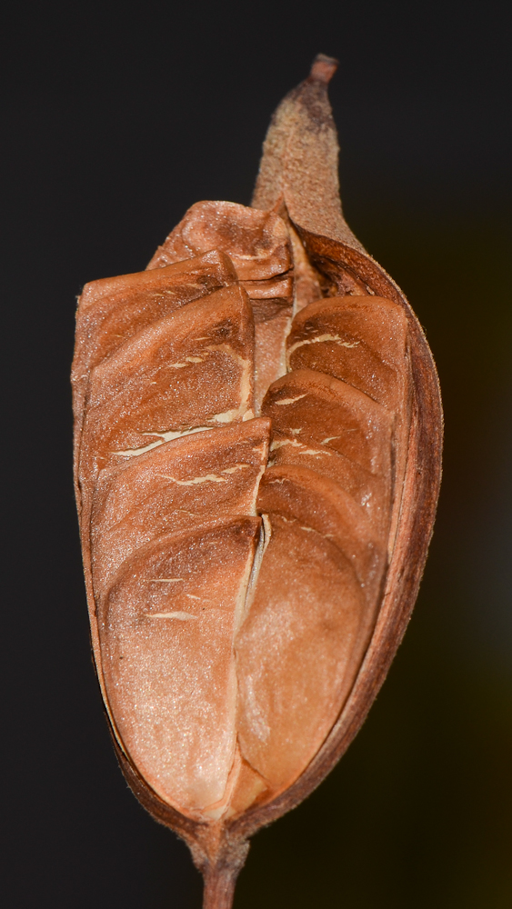 Изображение особи Stenocarpus sinuatus.