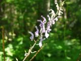 Aconitum septentrionale