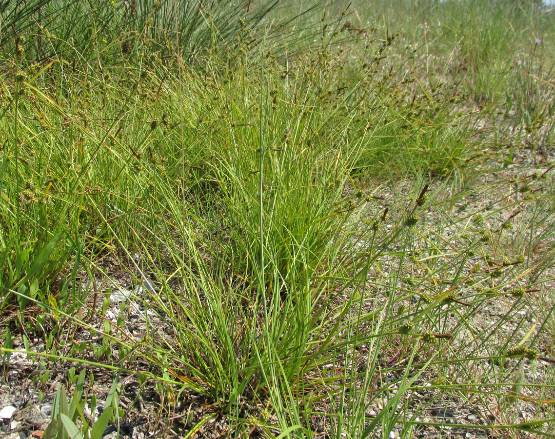 Изображение особи Carex extensa.