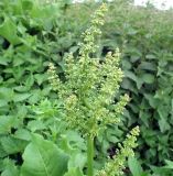 Rumex confertus. Соцветие. Мурманск: мкр-н Росляково, низинка на луговине. 30.06.2016.