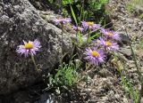 Aster alpinus