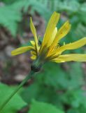 Prenanthes abietina