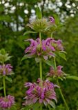 Monarda citriodora