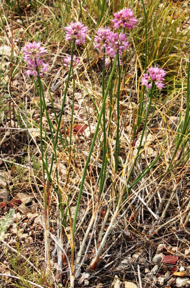 Изображение особи Allium cretaceum.