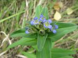 Gentiana cruciata. Цветки и бутоны. Саратовская обл., Хвалынский р-н, окр. г. Хвалынска, гора Богданиха. 21.07.2009.