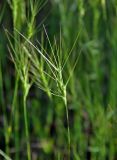 Aegilops triuncialis. Соцветие. Крым, Бахчисарайский р-н, Качинский каньон, окр. с. Баштановка, луговой склон. 04.06.2016.