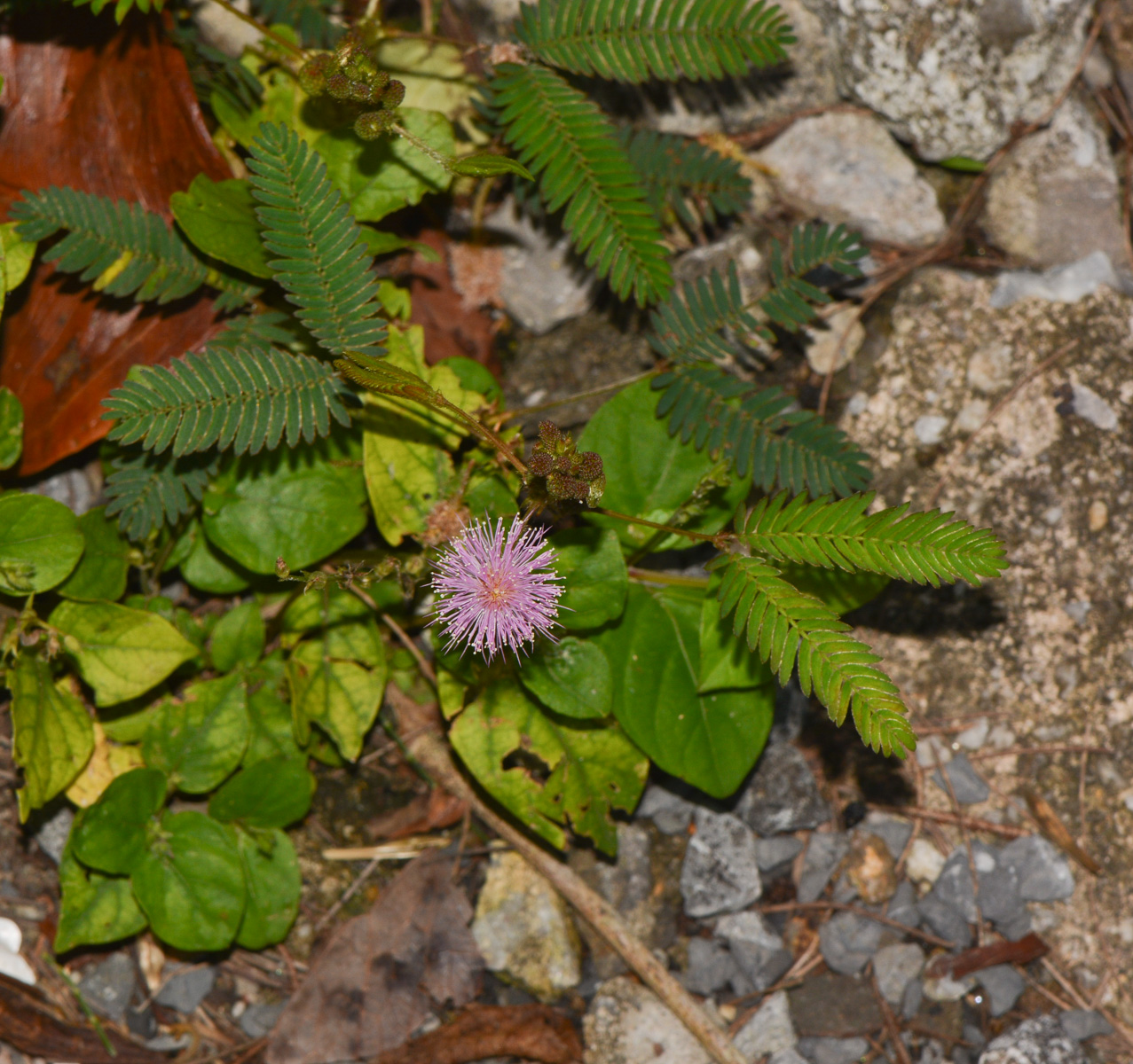 Изображение особи Mimosa pudica.