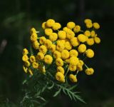 Tanacetum vulgare