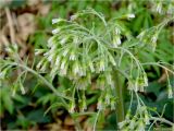 Petasites albus