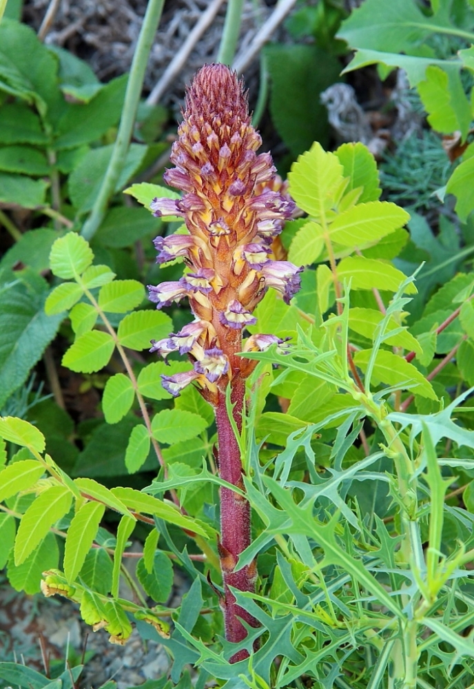 Изображение особи Orobanche grenieri.