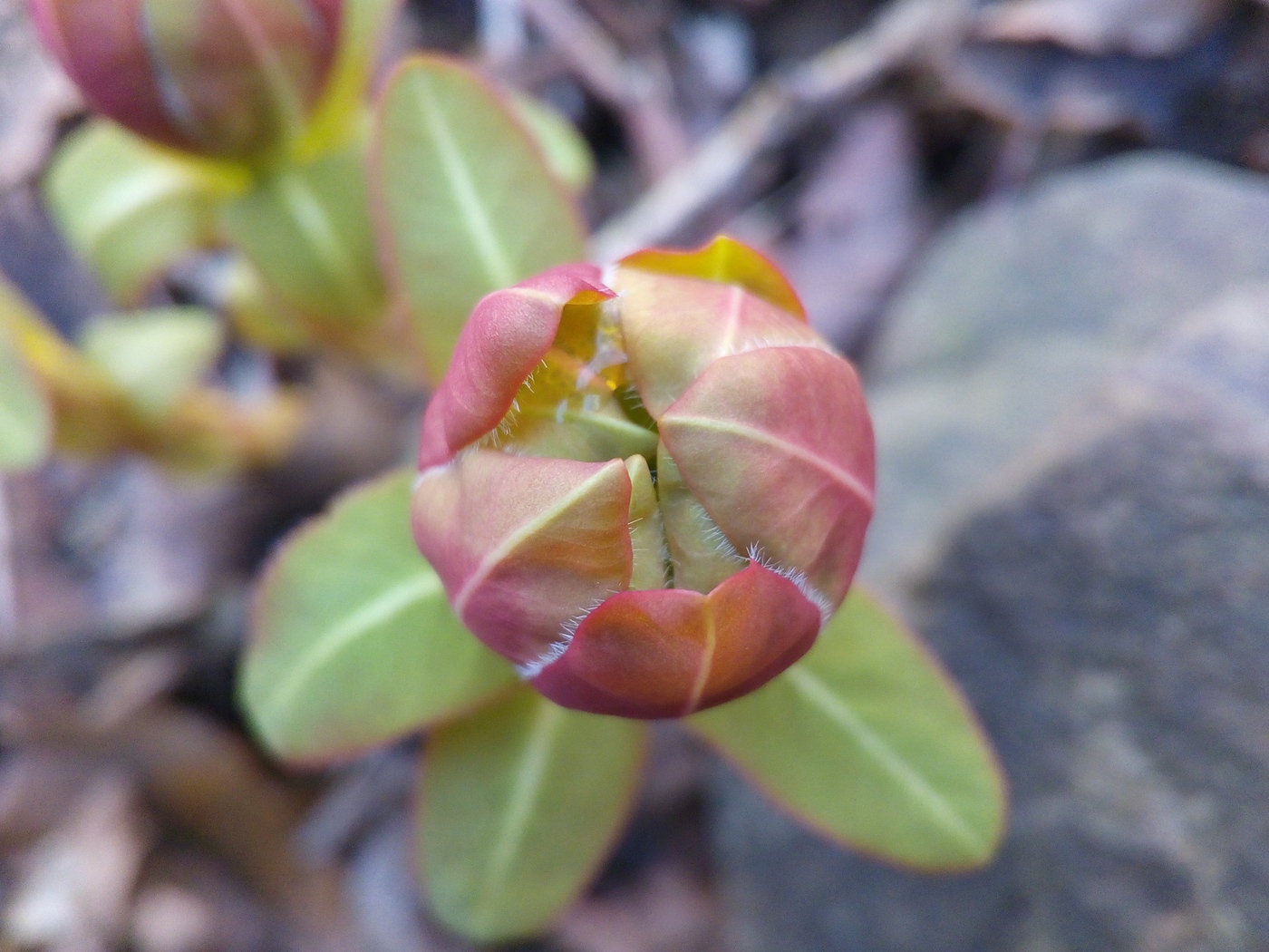 Изображение особи Euphorbia komaroviana.